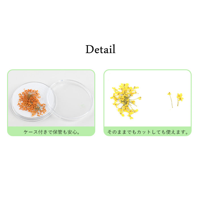レースフラワー