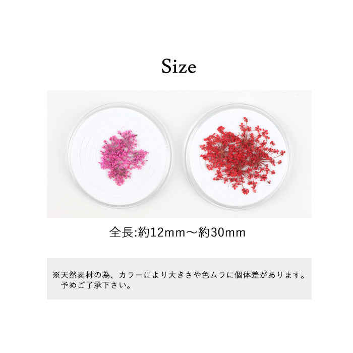レースフラワー