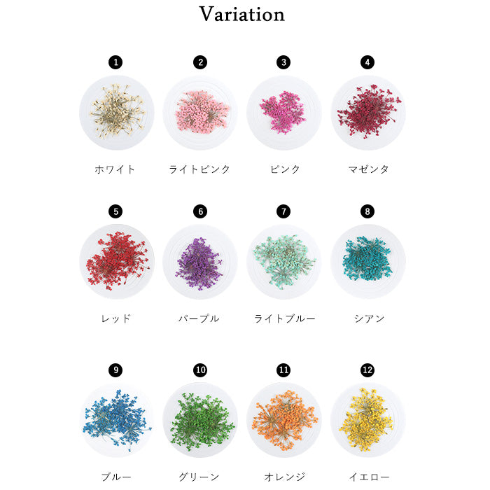 レースフラワー