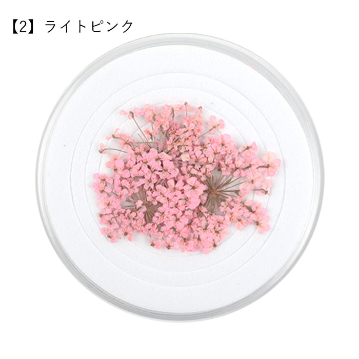 レースフラワー