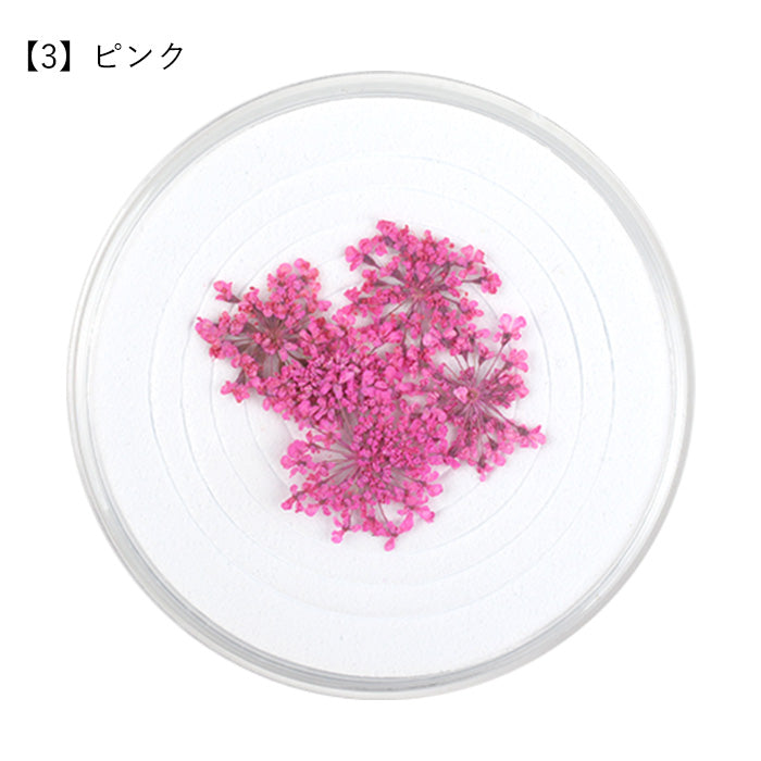 レースフラワー