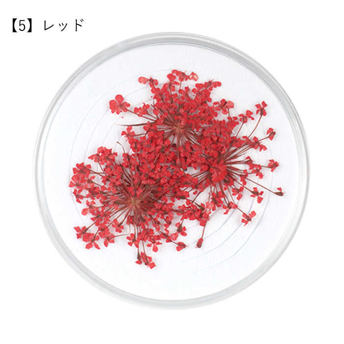 レースフラワー