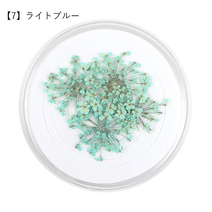 レースフラワー