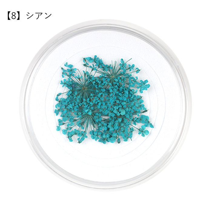レースフラワー