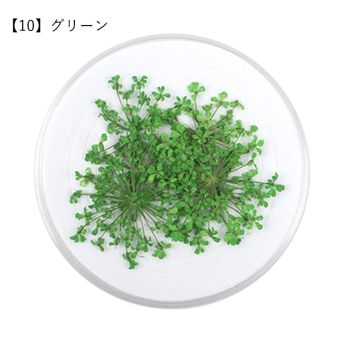 レースフラワー